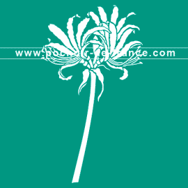 amaryllis-flore