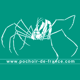 araignee-de-mer-illustration