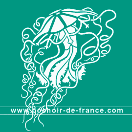 meduse-5-illustration